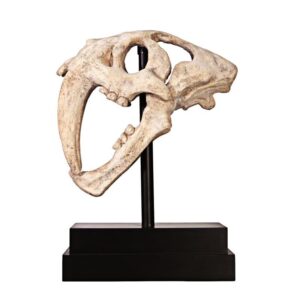 Design Toscano NE100501 7 Inch Saber Tooth Tiger Skull on Museum Mount