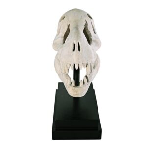 Design Toscano NE100502 10 Inch T-Rex Dinosaur Skull on Mount