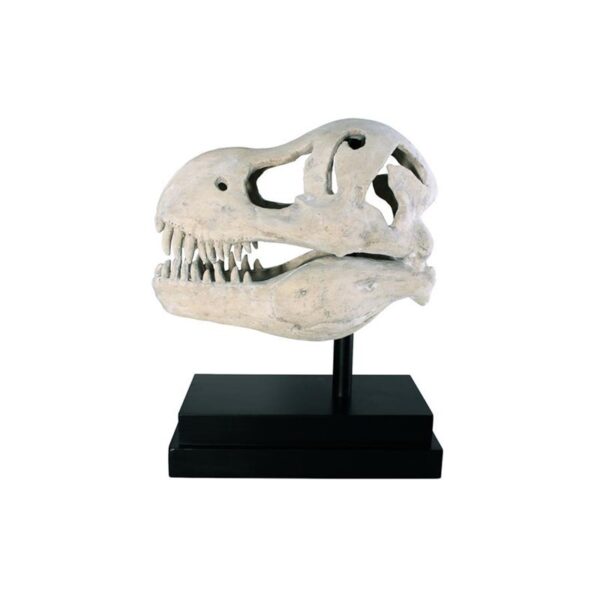 Design Toscano NE100502 10 Inch T-Rex Dinosaur Skull on Mount