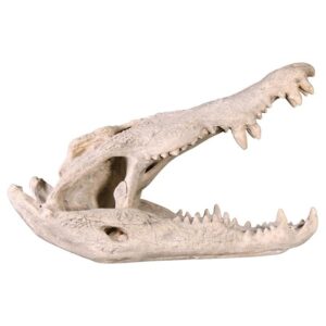 Design Toscano NE100506 15 Inch Crocodile Skull