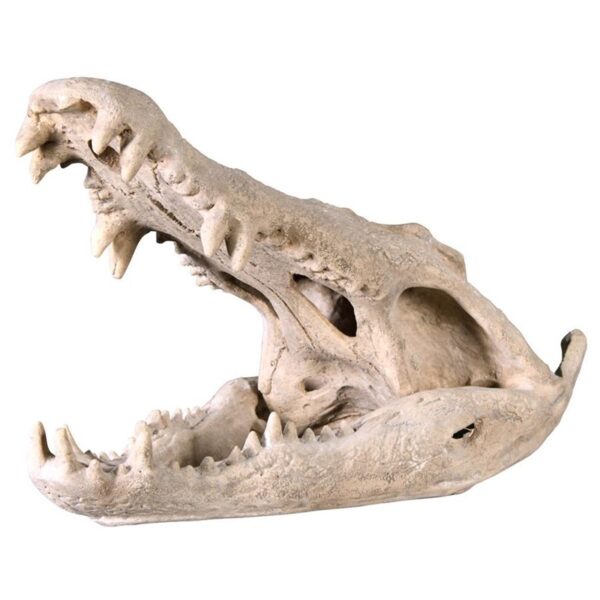 Design Toscano NE100506 15 Inch Crocodile Skull