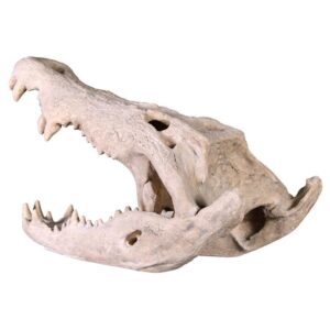 Design Toscano NE100506 15 Inch Crocodile Skull