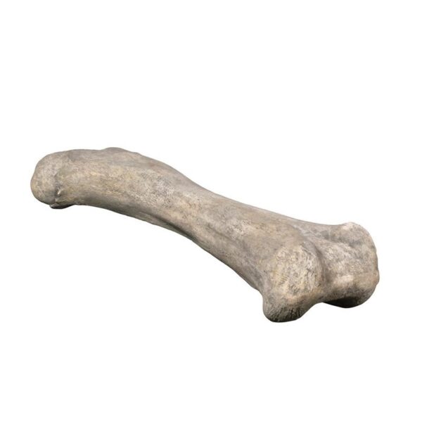 Design Toscano NE140057 68 Inch Apatosaurus Femur Fossil Statue