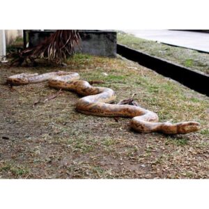 Design Toscano NE867145 99 1/2 Inch Giant Burmese Python Statue