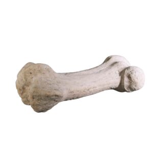 Design Toscano NG32762 43 Inch Gigantic Dinosaur Bone Statue