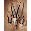 Design Toscano NG99321 8 Inch Kudu and 1 Gemsbok Trophies, Set of 2