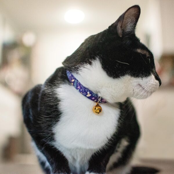 Safe Cat  Fashion Adjustable Breakaway Collar