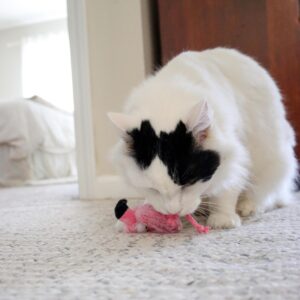 Turbo  by Coastal  Whimsy Cat Toy