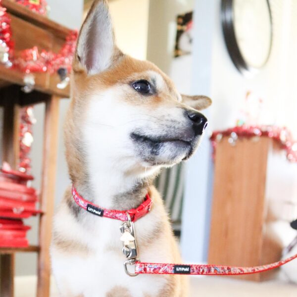 Lil Pals  Charming Ribbon Overlay Dog Collar