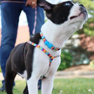 Lil Pals  Adjustable Patterned Dog Collar