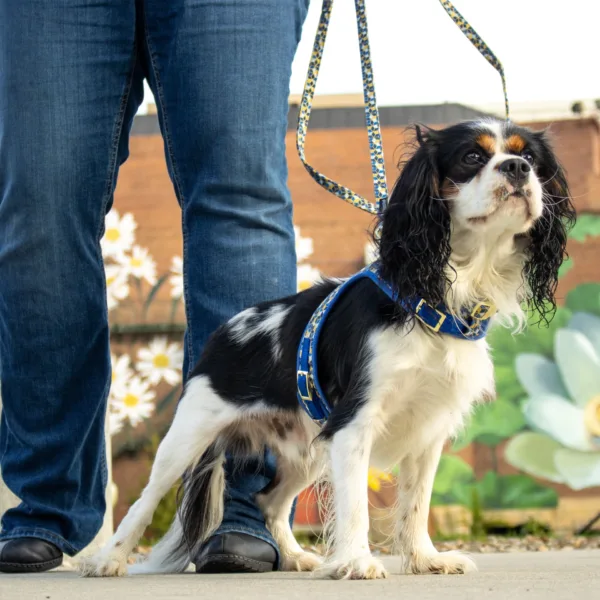 Accent Metallic Adjustable Dog Harness