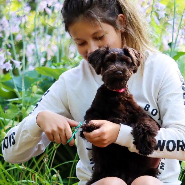 Lil Pals  Puppy Grooming Kit