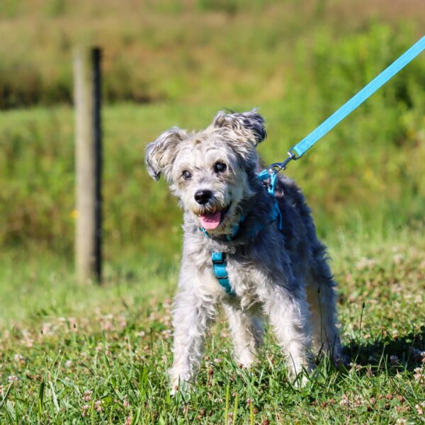 New Earth  Soy Adjustable Dog Collar