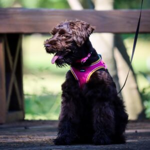 Lil Pals  Comfort Mesh Dog Harness