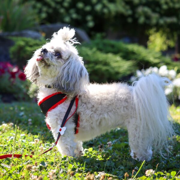 Lil Pals  Mesh Harness and Leash Combo