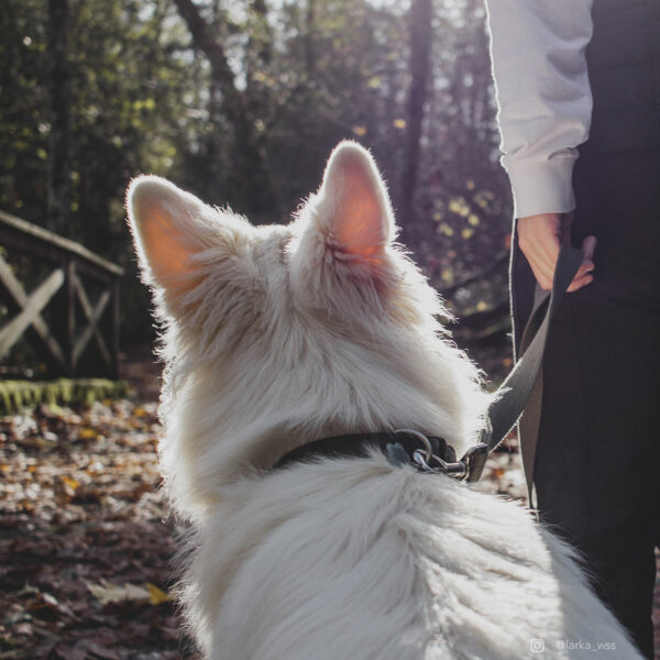 New Earth  Soy Adjustable Dog Collar