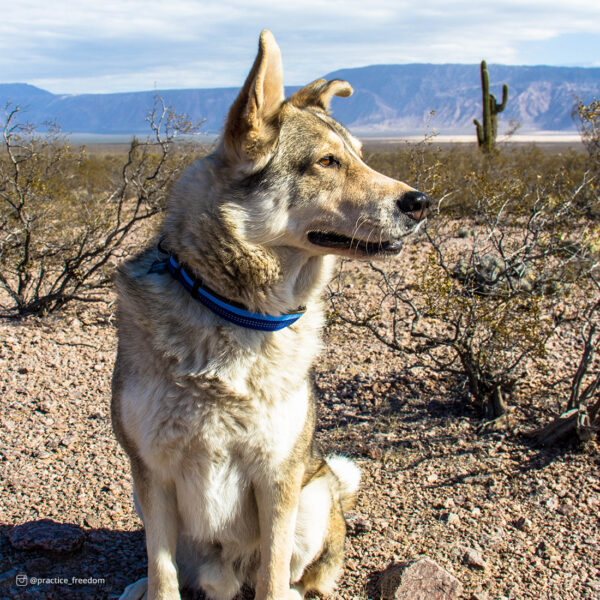 K9 Explorer  Reflective Adjustable Dog Collar