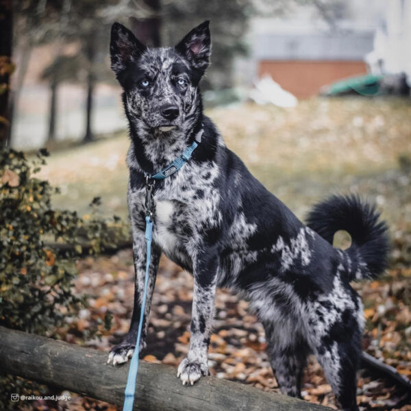 K9 Explorer  Brights Reflective Adjustable Dog Collar