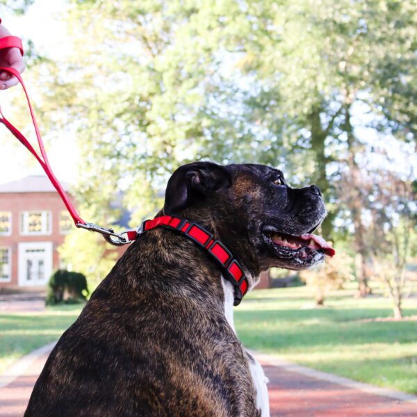 Natural Control Training Collar