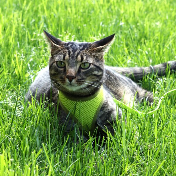 Comfort Soft  Adjustable Cat Harness with 6 Leash