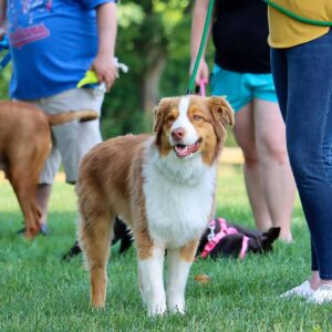 Coastal  Rope Dog Leash