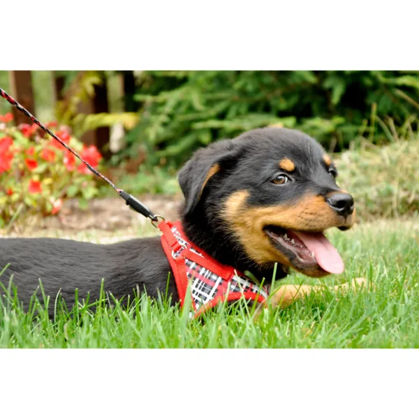 Lil Pals  Canvas Dog Harness