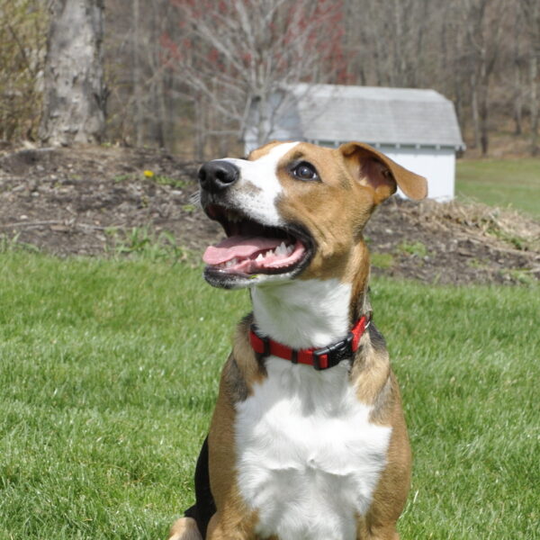 Coastal  Adjustable Dog Collar with Plastic Buckle