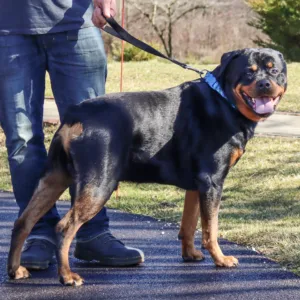 Double-Ply Dog Traffic Leash