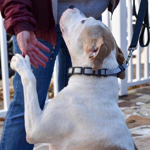 Natural Control Training Collar