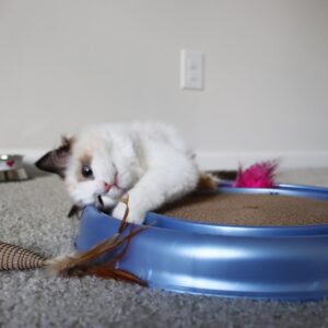 Turbo  Natural Cat Toys