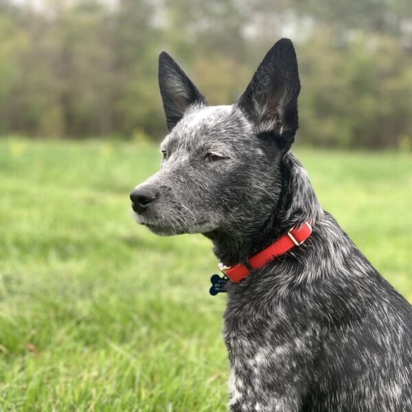 Coastal  Adjustable Dog Collar with Metal Buckle