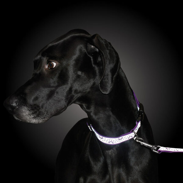 Lazer Brite  Reflective Open-Design Dog Leash