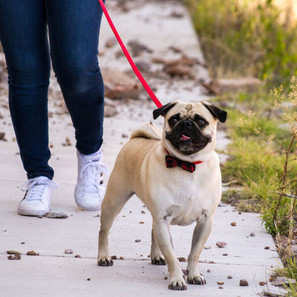 Accent Microfiber Dog Leash