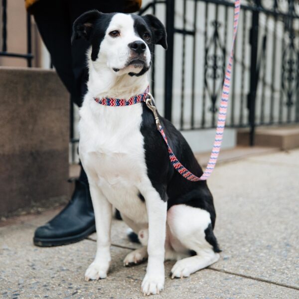 Styles Dog Leash