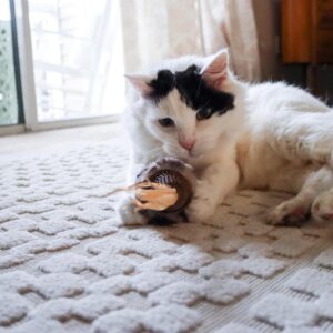 Turbo  Natural Cat Toys