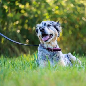 Circle T  Oak Tanned Leather Dog Leash