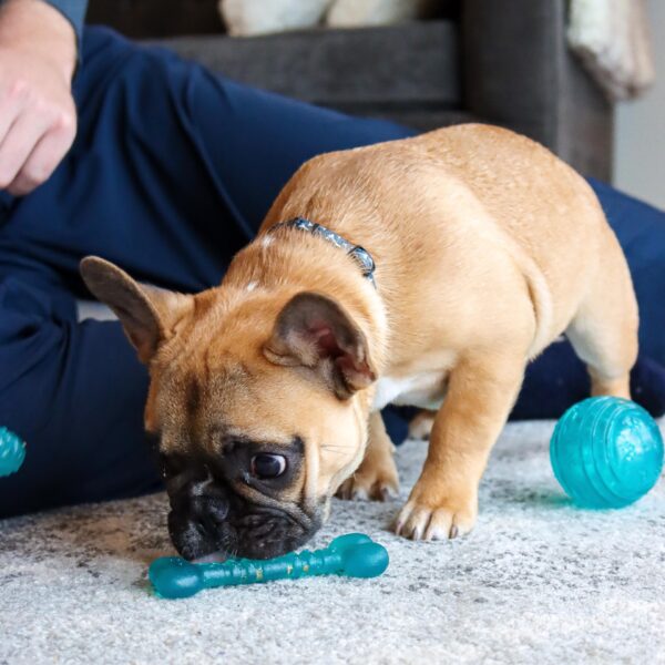 Lil Pals  Antimicrobial Toys