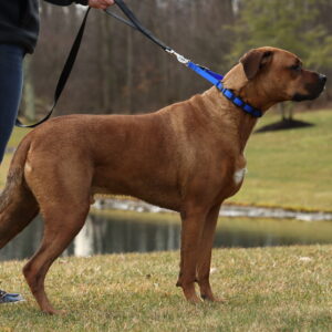 Natural Control Training Collar - Additional Links