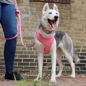 Sublime  Reversible Dog Harness