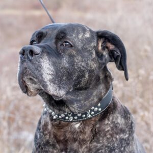 Circle T  Oak Tanned Leather Double-Ply Spiked Dog Collar