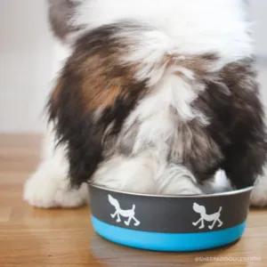 Maslow Design Series Non-Skid Pup Design Dog Bowls