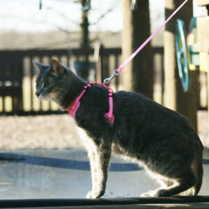 Comfort Soft  Adjustable Cat Harness