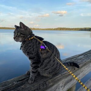 Figure "H" Fashion Adjustable Cat Harness and Leash Combo