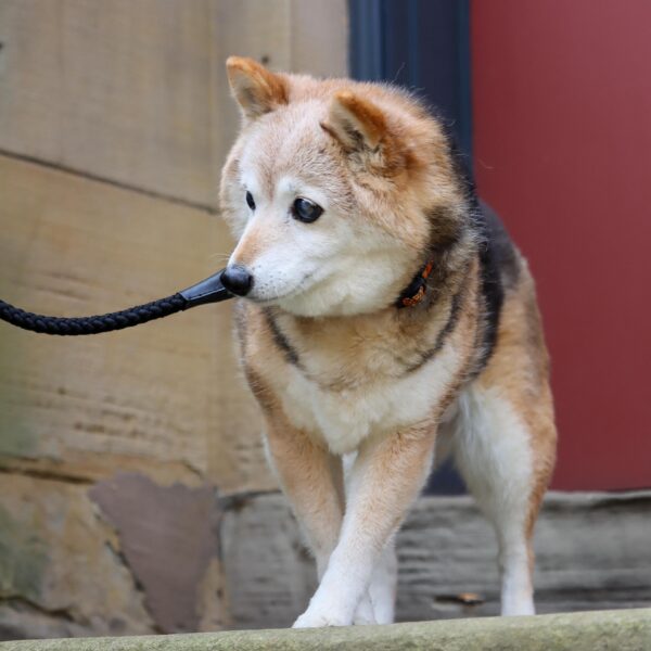 Coastal  Rope Dog Leash