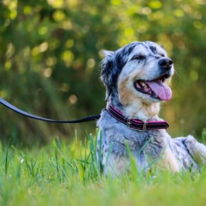 Circle T  Oak Tanned Leather Dog Leash