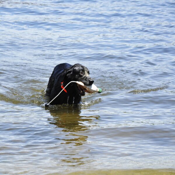 Water & Woods Foam Fowl Dog Trainers