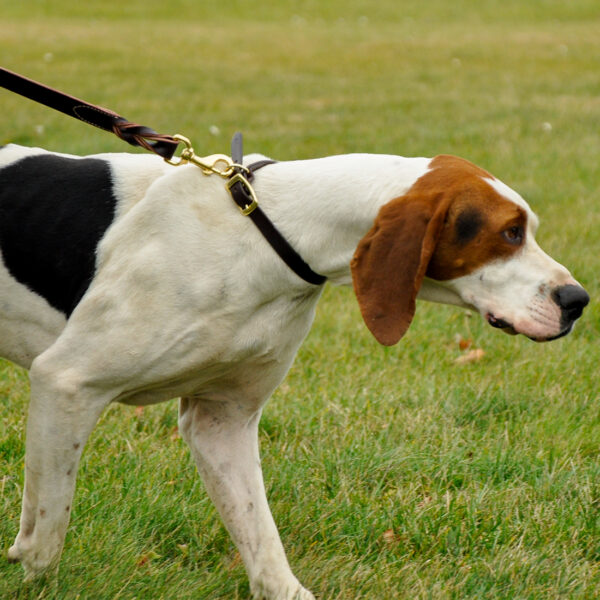 Circle T  Latigo Leather Twist Dog  Leash with Brass Hardware