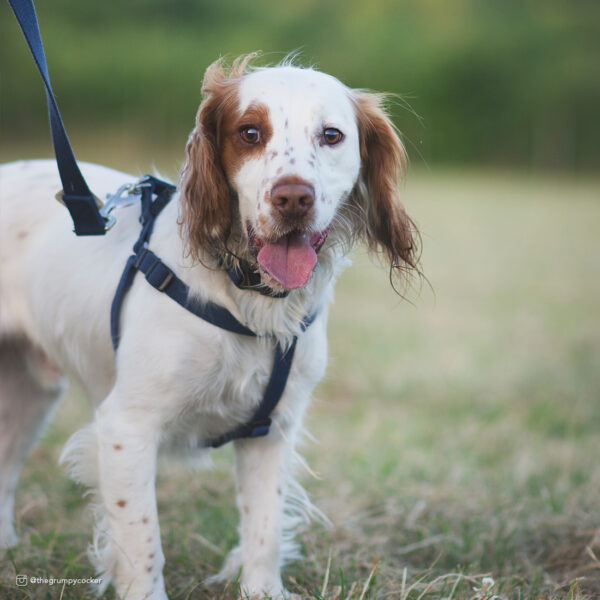 New Earth  Soy Comfort Wrap Adjustable Dog Harness