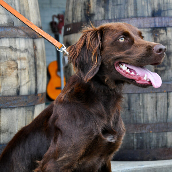 Circle T  Oak Tanned Leather Dog Leash