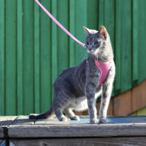 Comfort Soft  Adjustable Cat Harness